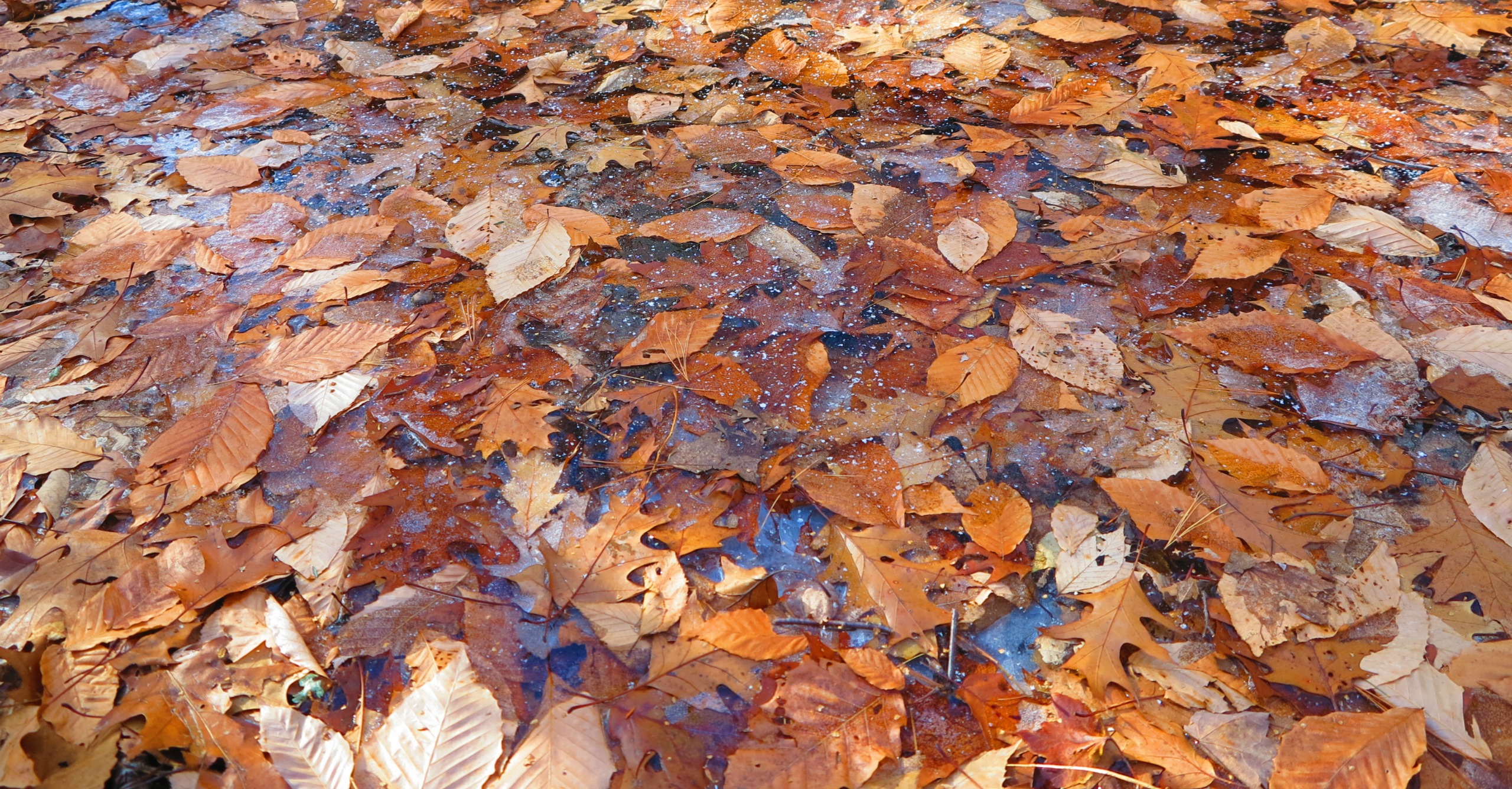 frozen leaves