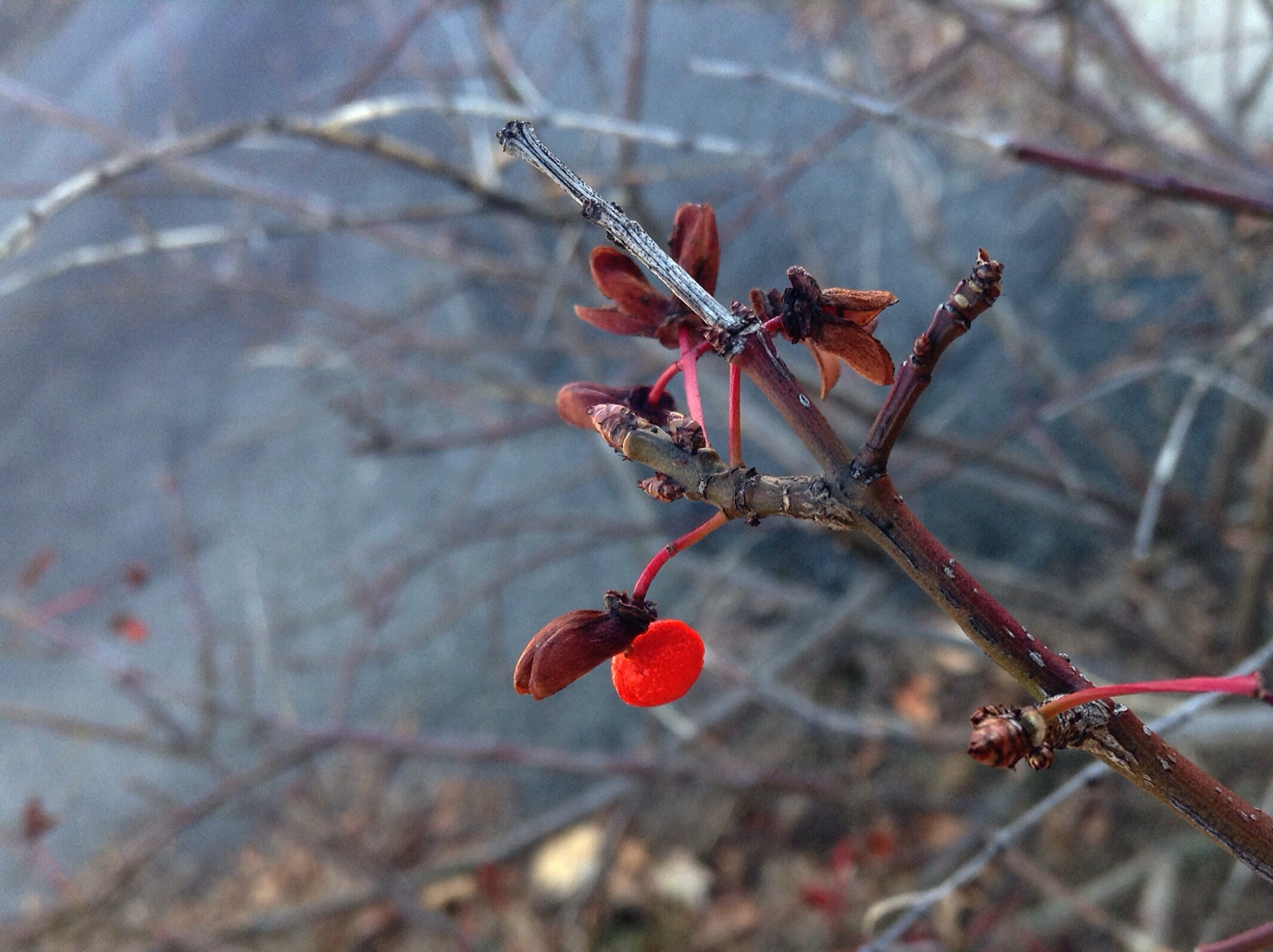 frozen leaves